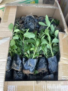 高度10厘米柳叶马鞭草