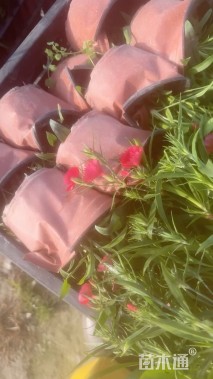 高度15厘米石竹