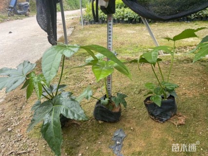 高度30厘米八角金盘