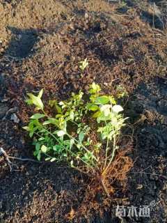 高度20厘米绣线菊