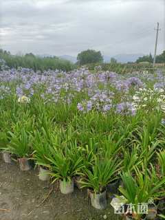 高度5040厘米百子莲