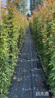 主蔓长150厘米藤本月季