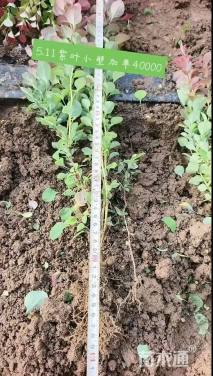 高度50厘米紫叶小檗