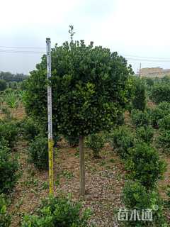 高度150厘米黄杨