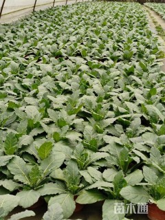 高度15厘米花烟草