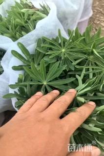 高度30厘米羽扇豆