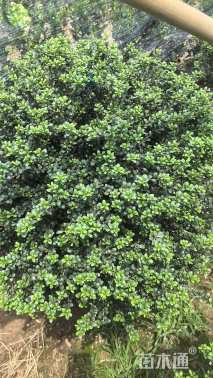 冠幅80厘米龟甲冬青球