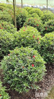 冠幅100厘米春鹃球