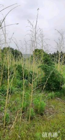 地栽苗黄秆乌哺鸡竹
