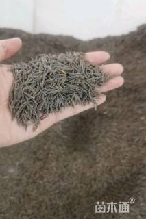 太阳花种子太阳花种子