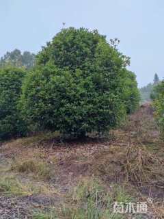 高度350厘米丛生桂花