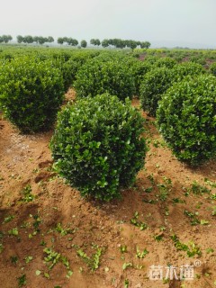 冠幅100厘米大叶黄杨球