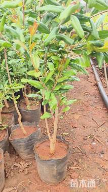 高度40厘米石榴