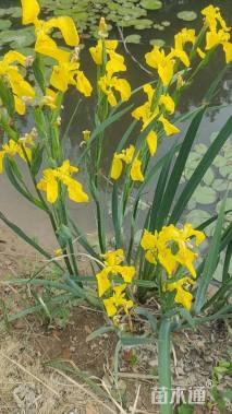 高度50厘米黄菖蒲