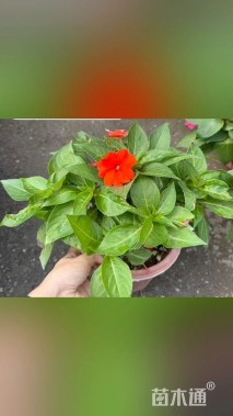 高度20厘米凤仙花