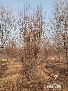 高度300厘米丛生美国红枫