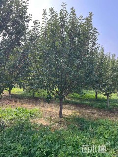 13公分绚丽海棠