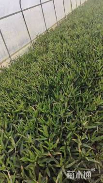 高度30厘米翠芦莉