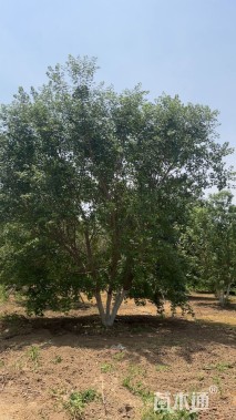 高度800厘米丛生元宝枫