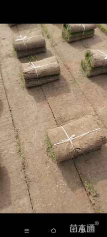 草卷状百慕大草