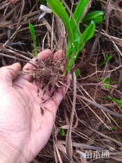 高度15厘米白芨