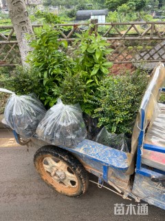 高度20厘米细叶紫檀小苗