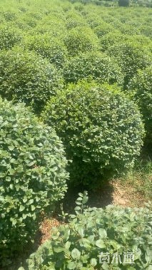 冠幅80厘米小叶女贞球