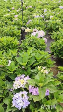 高度40厘米绣球