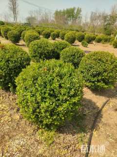 冠幅100厘米小叶黄杨球