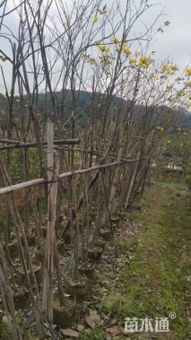 2公分黄花风铃木