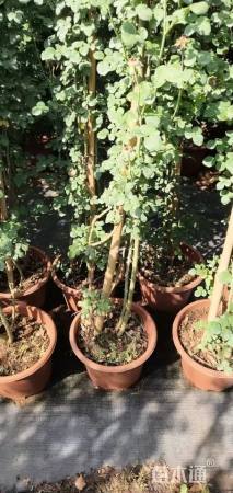 200厘米藤本月季