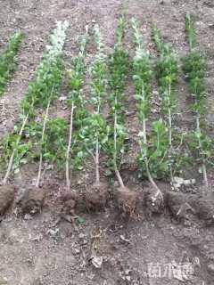 高度140厘米北海道黄杨