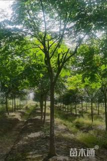 高度200厘米酸枣