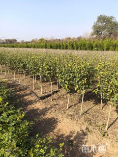 高度150厘米木槿