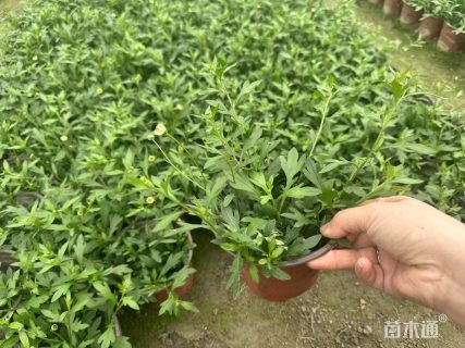 高度30厘米墨西哥飞蓬