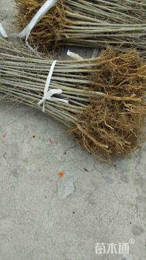 高度1厘米白蜡小苗