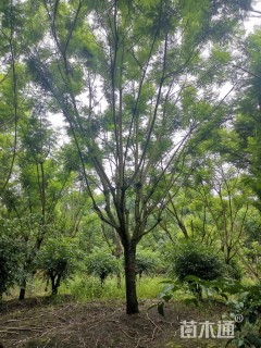 30公分蓝花楹