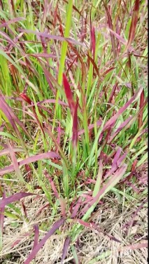 高度30厘米日本血草