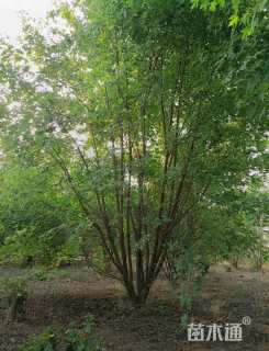 高度450厘米丛生五角枫