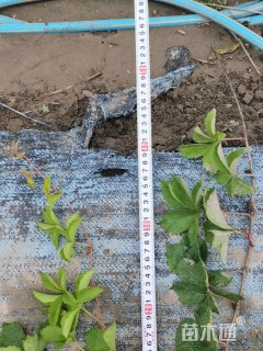 30厘米五叶地锦