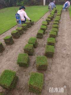 草块状草皮