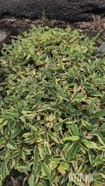 冠幅50厘米金边胡颓子球