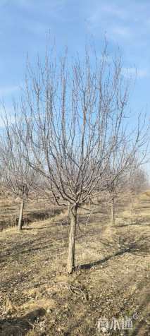 12公分绚丽海棠