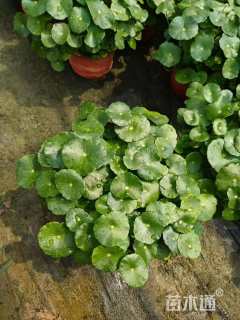 高度20厘米铜钱草