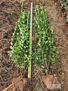 高度150厘米北海道黄杨