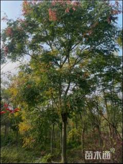 18公分黄山栾树