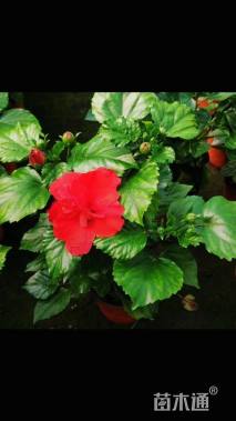 高度30厘米丹麦木槿