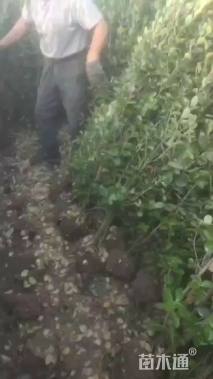 高度120厘米北海道黄杨