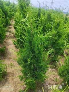 高度150厘米龙柏