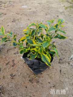 高度25厘米金边假连翘